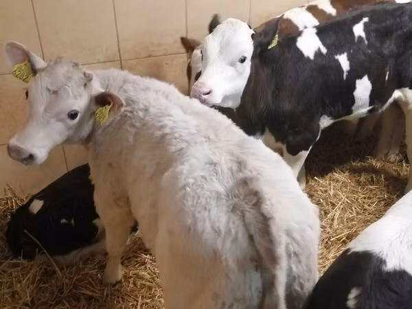 Үхэр (бүлэг, хүйс заагаагүй), Simmental cattle