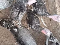 Turkeys — foto 5