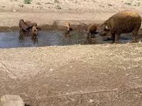 Boar — photo 2