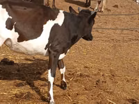 Sapi, Russian Black pied cattle — foto 3