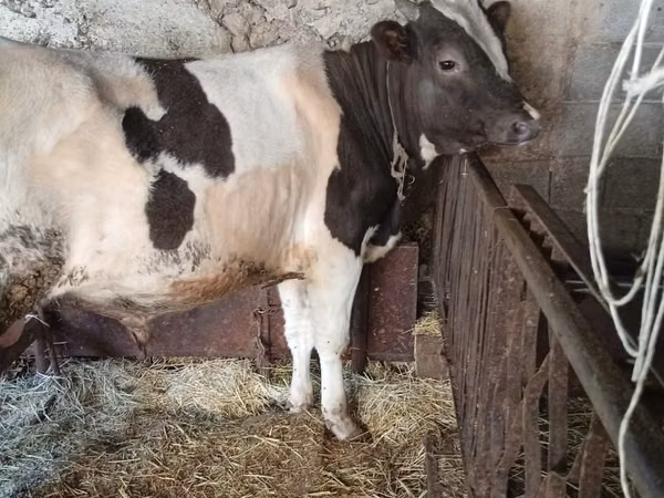 Bou, Russian Black pied cattle — Kazahstan