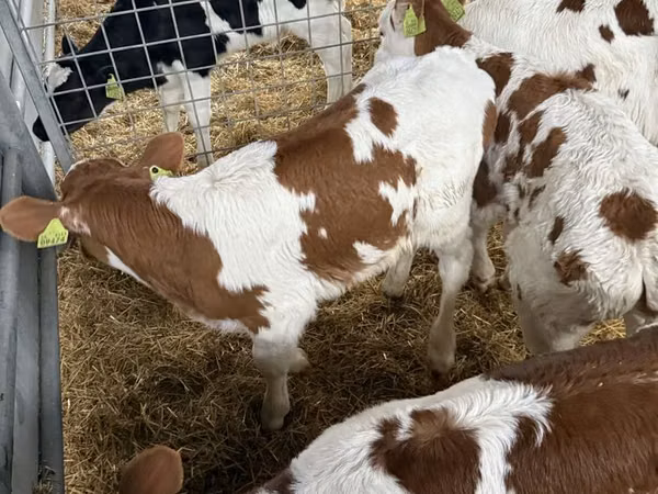 Toro, Razza Holstein — Polonia