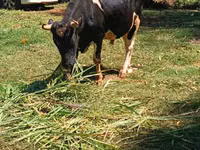 公牛, Cattle — 照片 8