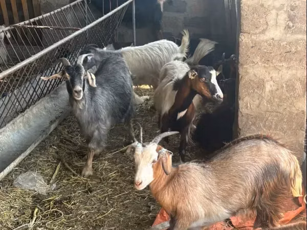 Goat, Goats — Armenia