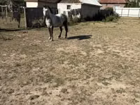 Horse (M), Horses — photo 4