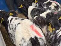 Bovine (lot, sex nespecificat), Simmental cattle — foto 5