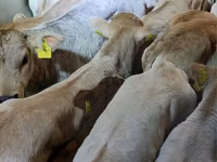 सांड, Simmental cattle — फ़ोटो 2