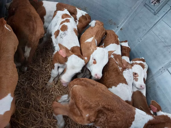 Bulle, Simmental cattle