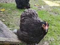 Chickens — عکس 4