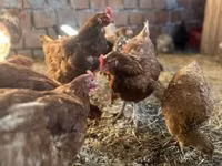 Chickens — foto 6