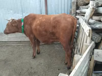 گاو ماده, Latvian Blue cattle — عکس 3