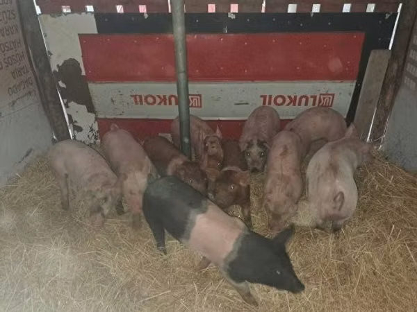 หมูป่าตัวผู้, หมู — ฮังการี