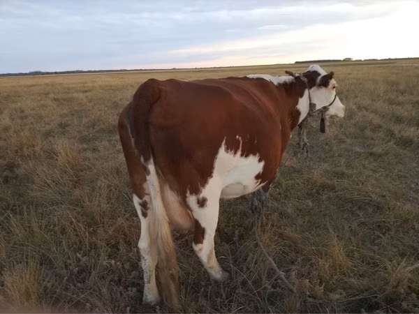 Гов, Simmental cattle — Қазоқистон