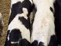 Bull, Holstein breed — photo 4