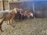 Widder, Arashan sheep — Foto 5