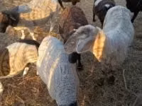 Kambing jantan, Dorper sheep — foto 2