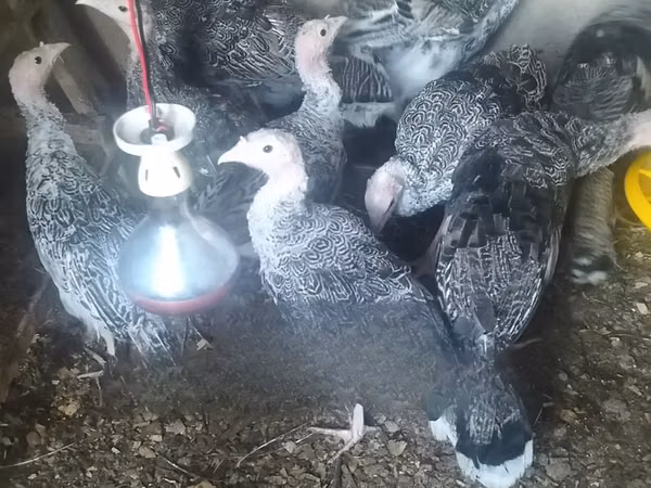 Turkeys