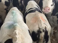 গবাদি পশু (দল, লিঙ্গ উল্লেখ নেই), Simmental cattle — ছবি 2