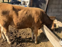 گاو نر, Simmental cattle — عکس 2