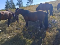 Mare, Kazakh horse — photo 1