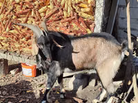 ஆண் வெள்ளாடு, வெள்ளாடுகள் — புகைப்படம் 5