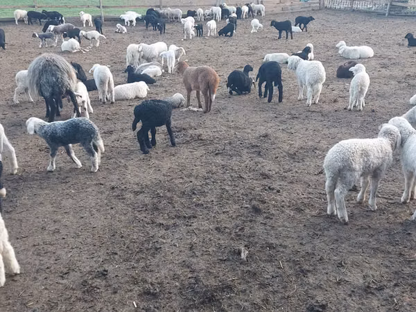Ram, Sheep — Moldova