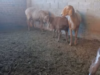 Sheep, Arashan sheep — photo 4