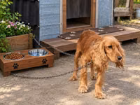 Coker Spaniel 3 yaş təcili satılır.Unvan Maştağa qəsəbəsi — ფოტო 2