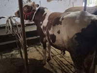 Bull, Ukrainian Red Pied Dairy cattle — photo 1