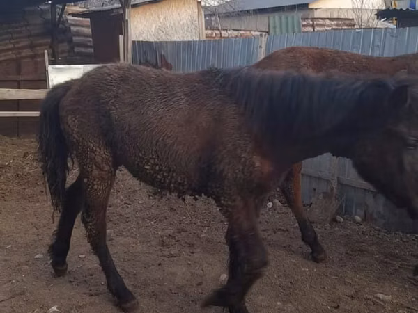 Horse (M), Horses — Kazakhstan