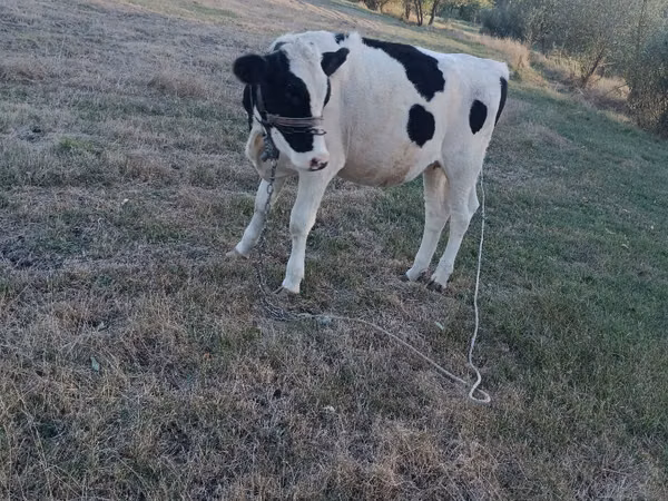 Cow, Holstein breed — Moldova