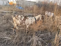 عنزة, Nubian Goat — الصورة 3