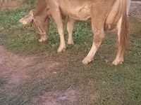 Cow, Alatau breed — photo 2
