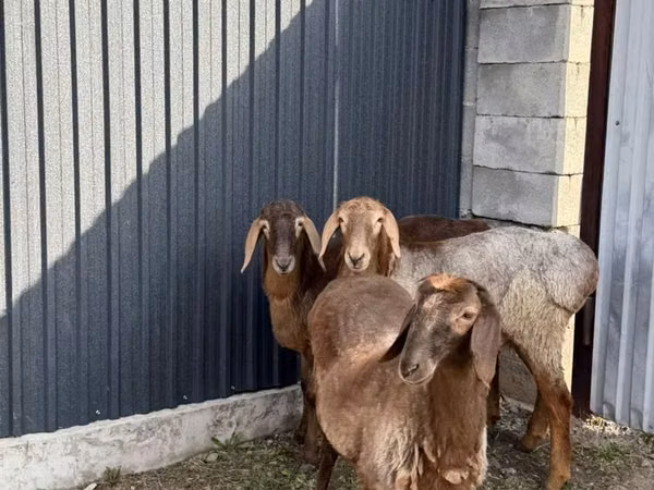 Juh, Hissar sheep