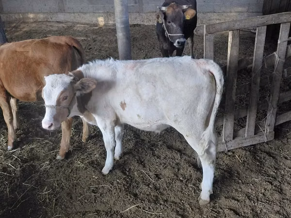 Bull, Cattle — Kyrgyzstan