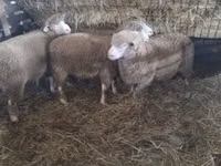 公羊, Ile-de-France sheep — 照片 5