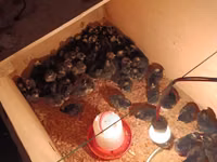 Chickens — zdjęcie 2
