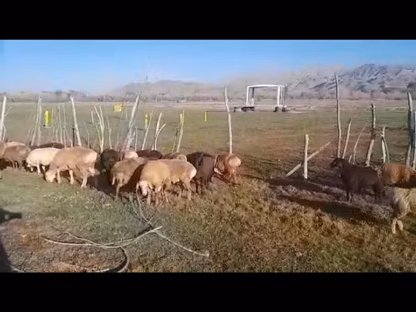 Ram, Hissar sheep — Kyrgyzstan