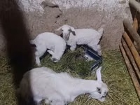 Goat, Alpine goat — photo 1
