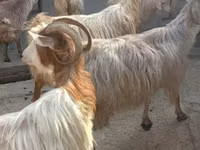 بز ماده, بز — عکس 3