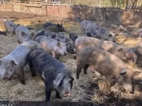 नर सूअर, सूअर — फ़ोटो 4