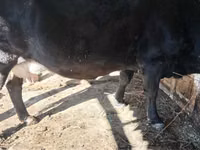 Vache, Latvian Blue cattle — photo 6
