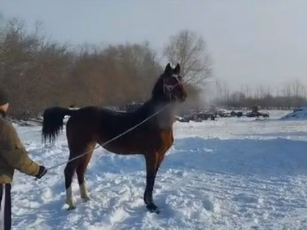 Kůň, Koně — Kazachstán