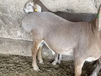 Koç, Arashan sheep — foto 5