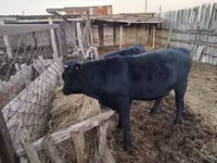 Bull, Aberdeen-Angus — photo 1