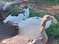 Geese — photo 4