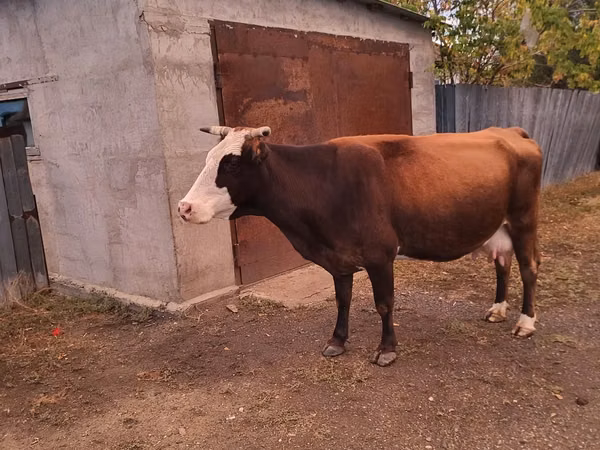 Cow, Latvian Blue cattle