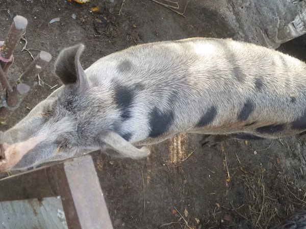 Boar, Pigs — Moldova