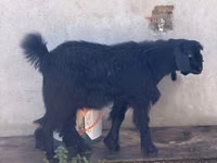 Goat, Alpine goat — photo 4