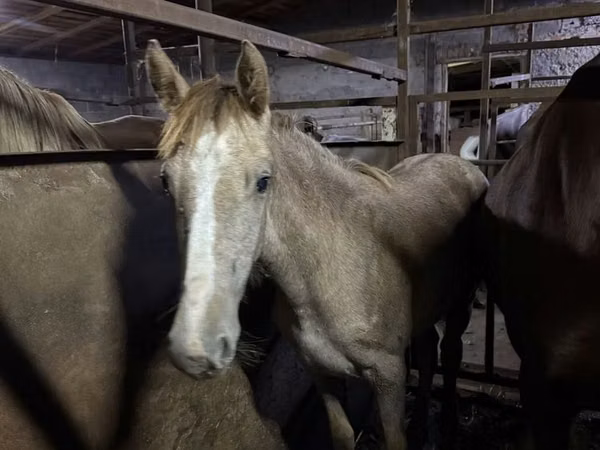 Mare, Horses